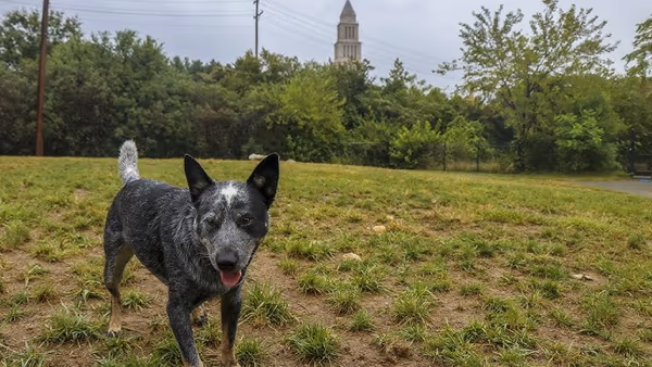 Dog Run Park at Carlyle photo 2
